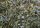 Ilex aquifolium 'Argentea Variegata' pendula – Magyal