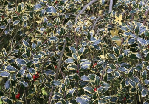 Ilex aquifolium 'Argentea Variegata' pendula – Magyal
