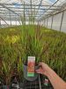 Imperata cylindrica 'Red Baron' - Piros Alangfű