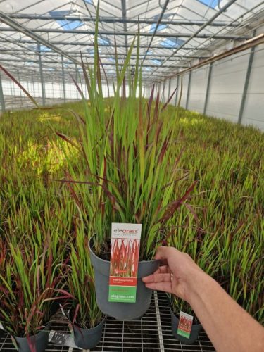 Imperata cylindrica 'Red Baron' - Piros Alangfű