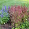 Imperata cylindrica 'Red Baron' - Piros Alangfű