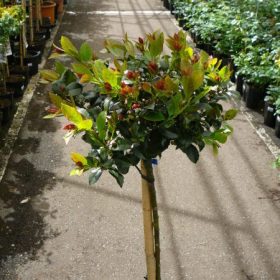 Ilex meservae 'Blue Maid' – Kék magyal törzses