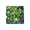 Ilex meservae 'Blue Maid' – Kék magyal törzses