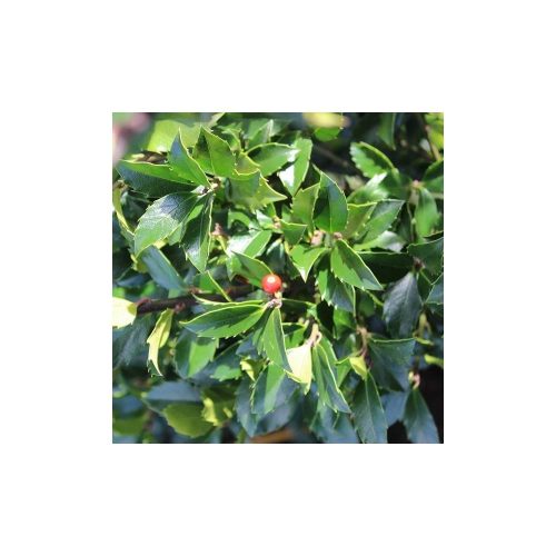 Ilex meservae 'Blue Maid' – Kék magyal törzses