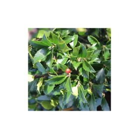   Ilex meservae 'Blue Maid' – Kék magyal (termős) törzses