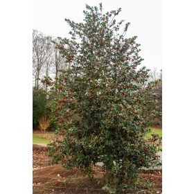 Ilex Aquifolium - Közönséges magyal