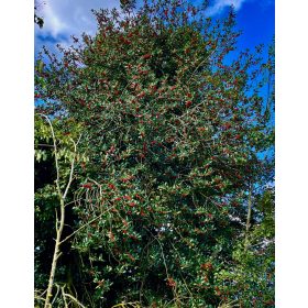 Ilex Aquifolium - Közönséges magyal