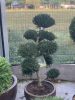 Ilex crenata 'Kinme' Bonsai  - Magyal