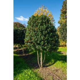 Ilex mutchagara 'Nellie R Stevens' - Magyal