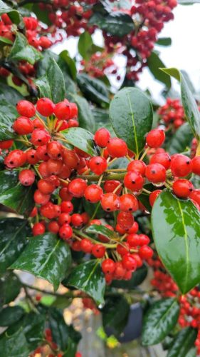 Ilex mutchagara 'Nellie R Stevens' - Magyal