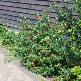   Ilex meserveae 'Blue Angel' – Kék magyal (termős)