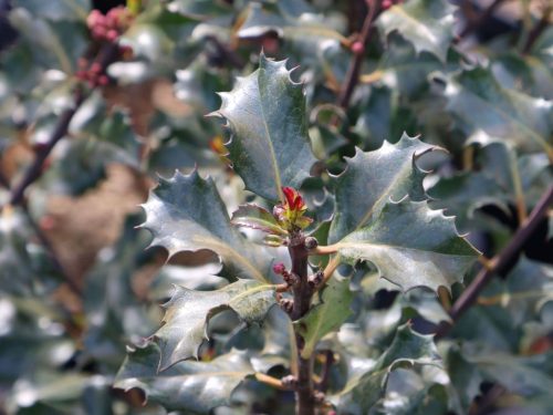 Ilex meserveae 'Blue Angel' – Kék magyal (termős)