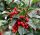Ilex meserveae 'Heckenfee' – Magyal 