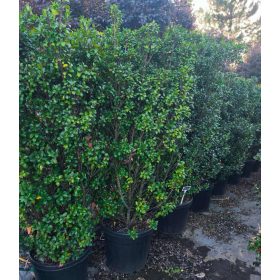 Ilex meserveae 'Heckenstar' – Magyal
