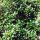 Ilex meserveae 'Heckenstar' – Magyal 