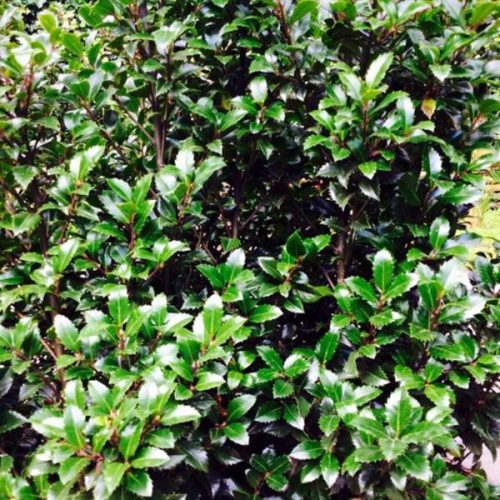 Ilex meserveae 'Heckenstar' – Magyal 