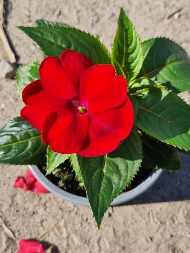 Impatiens mix - Egynyári Nebáncsvirág Pistike
