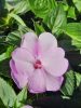 Impatiens mix - Egynyári Nebáncsvirág Pistike