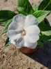 Impatiens mix - Egynyári Nebáncsvirág Pistike