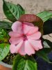 Impatiens mix - Egynyári Nebáncsvirág Pistike