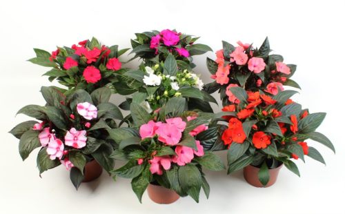 Impatiens New Guinea mix - Pistike (Új-guineai nebáncsvirág)