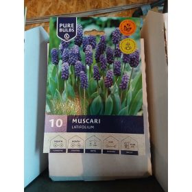   Muscari latifolium - Széleslevelű Gyöngyike virágh. 10db/cs