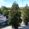 Ilex mutchagara 'Nellie R Stevens' cone - Magyal