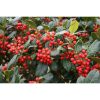 Ilex mutchagara 'Nellie R Stevens' cone - Magyal
