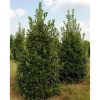 Ilex mutchagara 'Nellie R Stevens' cone - Magyal