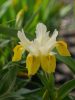 Iris bucharichia - Írisz