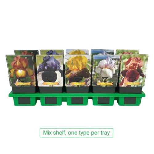 Iris germanica – Kerti nőszirom