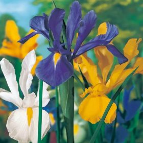 Iris mix -  Írisz virághagyma 10db/csomag