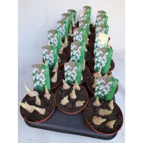 Iris reticulata - Írisz