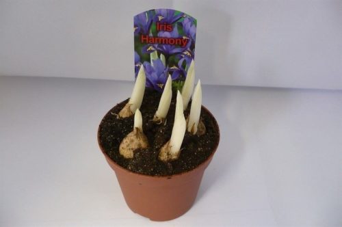 Iris reticulata - Írisz