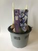 Iris reticulata - Írisz