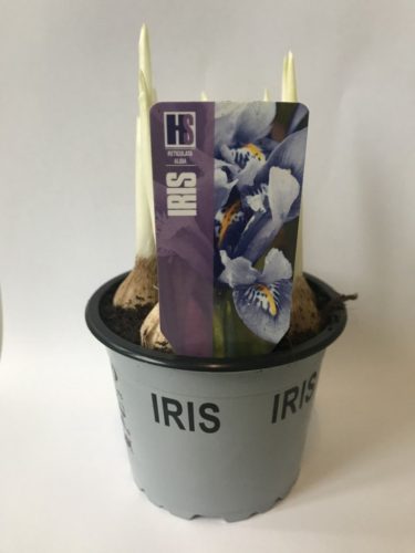 Iris reticulata - Írisz