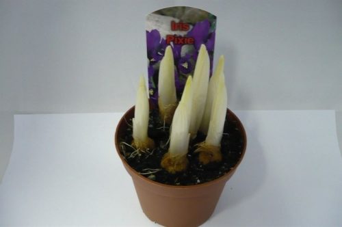 Iris reticulata - Írisz