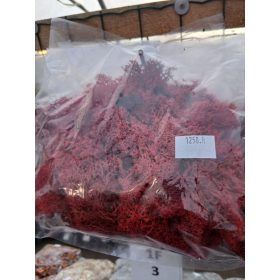 Izlandi zuzmó - Piros - Kicsi