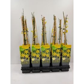 Jasminum nudiflorum - Téli jázmin