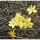 Jasminum nudiflorum - Téli jázmin