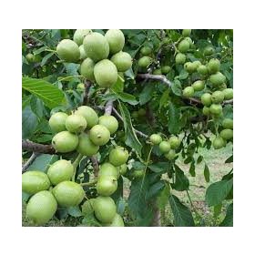 Juglans 'Chandler' dió- konténeres