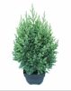 Juniperus chinensis Stricta - Kínai Boróka