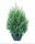 Juniperus chinensis Stricta - Kínai Boróka
