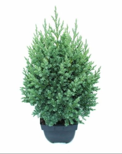 Juniperus chinensis Stricta - Kínai Boróka