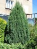 Juniperus chinensis Stricta - Kínai Boróka