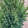 Juniperus chinensis Stricta - Kínai Boróka
