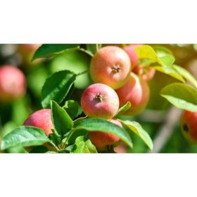   Malus Domestica 'Jean Grive' alma - MM 106 alanyon konténeres