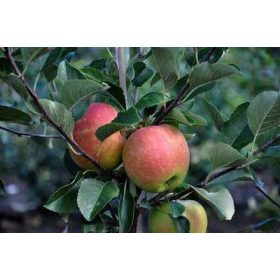 Malus domestica 'James Grieve' - almafa