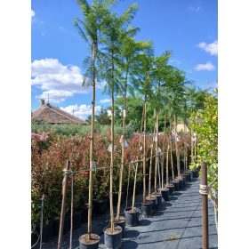 Jacaranda Mimosifolia - mimózalevelű zsakaranda