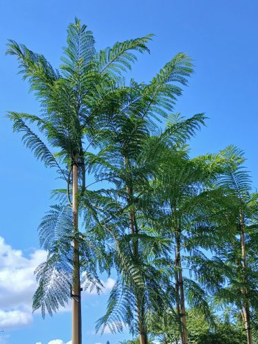 Jacaranda Mimosifolia - mimózalevelű zsakaranda